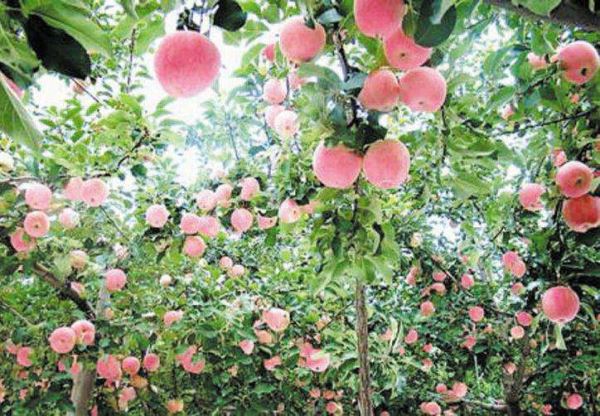 ၆FSҿ(lin)ϵԒ13838587319 O(jng)